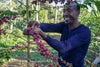 Ethiopia Kayon Mountain Natural